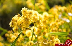 اقاقیا گل ملی استرالیا
