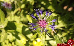 Centaurea Cyanusگل ملی استونی