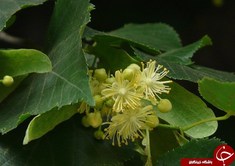 Tilia cordata گل ملی اسلواکی