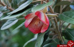  گل ملی جزایر موریسTrochetia boutoniana