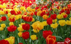 گل لاله نماد ایران