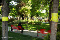 به استقبال مگس سفید