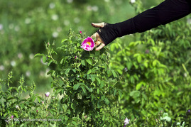 آغاز برداشت گل محمدی - خراسان رضوی