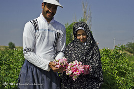آغاز برداشت گل محمدی - خراسان رضوی