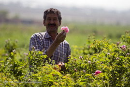 آغاز برداشت گل محمدی - خراسان رضوی