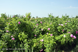 آغاز برداشت گل محمدی - خراسان رضوی