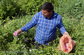 آغاز برداشت گل محمدی - خراسان رضوی