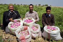 آغاز برداشت گل محمدی - خراسان رضوی