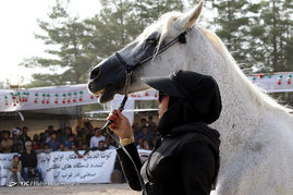 جشنواره بین المللی اسب اصیل ایرانی - شیراز	
