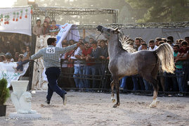 جشنواره بین المللی اسب اصیل ایرانی - شیراز	
