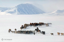 کوچ بهاری عشایر مغولستان
