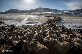 کوچ بهاری عشایر مغولستان
