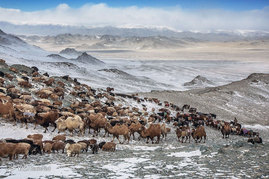 کوچ بهاری عشایر مغولستان
