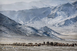 کوچ بهاری عشایر مغولستان
