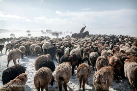 کوچ بهاری عشایر مغولستان
