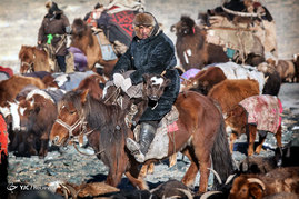 کوچ بهاری عشایر مغولستان

