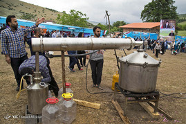 جشنواره گل محمدی - ساری
