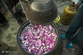 جشنواره گل محمدی - ساری
