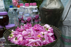 جشنواره گل محمدی - ساری
