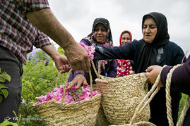 جشنواره گل محمدی - ساری
