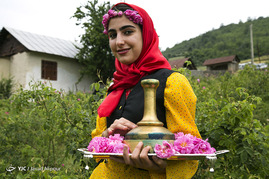 جشنواره گل محمدی - ساری
