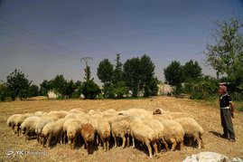 برداشت گندم در سوریه
