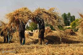 برداشت گندم در سوریه