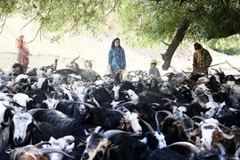 زندگی روستایی یک زن بختیاری
