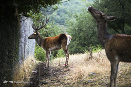 سایت نگهداری گوزن مارال در ارسباران‎
