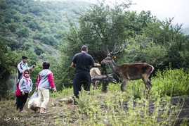 سایت نگهداری گوزن مارال در ارسباران‎
