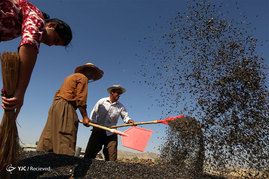 برداشت آفتابگردان در عراق

