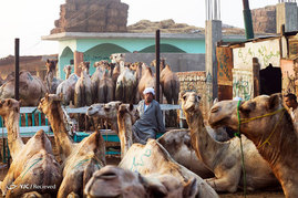 بازار شتر فروشان در مصر
