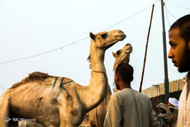 بازار شتر فروشان در مصر
