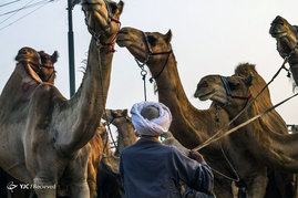 بازار شتر فروشان در مصر
