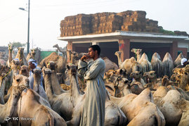 بازار شتر فروشان در مصر
