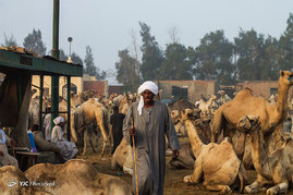 بازار شتر فروشان در مصر

