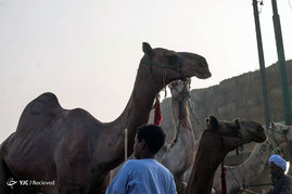 بازار شتر فروشان در مصر
