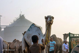 بازار شتر فروشان در مصر
