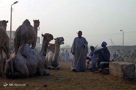 بازار شتر فروشان در مصر
