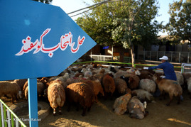 عید سعید قربان در آسایشگاه خیریه کهریزک