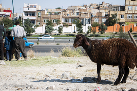 بازار خرید و فروش دام‎ در روز عید قربان - تبریز
