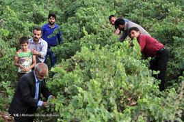 برداشت انگور در روستای فرخد مشهد
