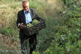 برداشت انگور در روستای فرخد مشهد
