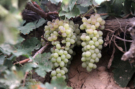 برداشت انگور در روستای فرخد مشهد
