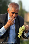 برداشت انگور در روستای فرخد مشهد
