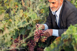 برداشت انگور در روستای فرخد مشهد
