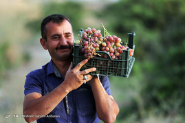 برداشت انگور در روستای فرخد مشهد

