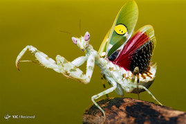 حشرات از نمای نزدیک
