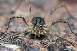 حشرات از نمای نزدیک
