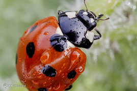 حشرات از نمای نزدیک

